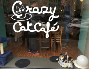 CrasyCatCafe_window